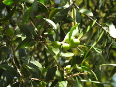 Persoonia