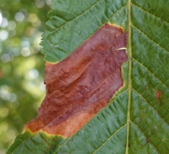 Phyllosticta sphaeropsoidea