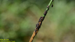 Ascalohybris subjacens