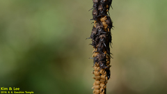 Ascalohybris subjacens