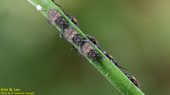 Ascalohybris subjacens