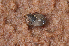 Gelastocoridae