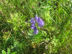 Aconitum fischeri