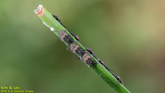 Ascalohybris subjacens