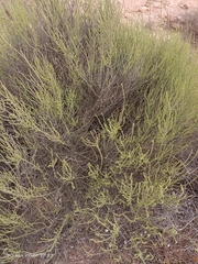 Salsola genistoides