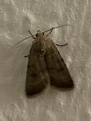 Caradrina