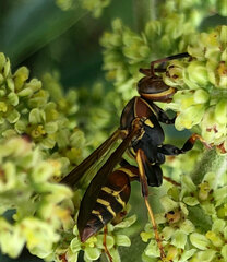 Polistes dorsalis