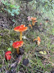 Hygrocybe