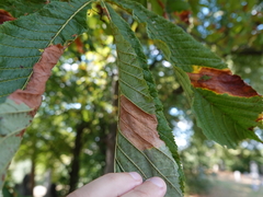 Phyllosticta sphaeropsoidea