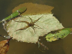 Dolomedes albineus