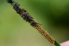 Ascalohybris subjacens