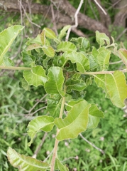 Schinus latifolia