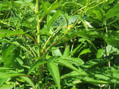 Jacobaea cannabifolia