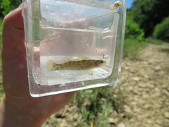 Etheostoma microlepidum