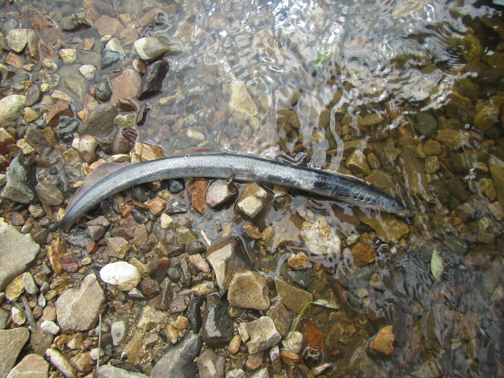Arctic lamprey (Lethenteron camtschaticum) — Petromyzontidae