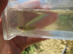 Etheostoma microlepidum