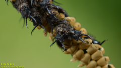 Ascalohybris subjacens