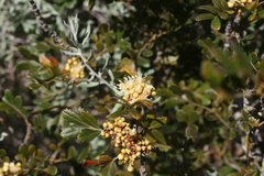 Hippobromus pauciflorus