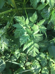 Chaerophyllum aureum