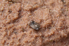 Gelastocoridae
