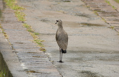Vanellus chilensis