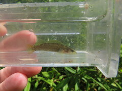 Etheostoma microlepidum