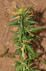Xanthium spinosum