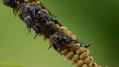 Ascalohybris subjacens