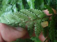Polypodiopsida