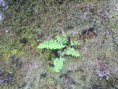 Cystopteris fragilis