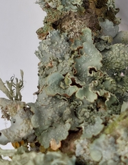 Punctelia subrudecta