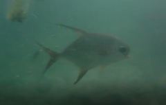 Trachinotus blochii