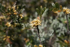 Hippobromus pauciflorus