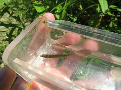 Etheostoma microlepidum