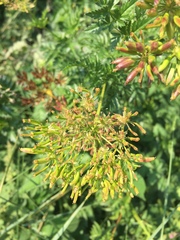 Chaerophyllum aureum