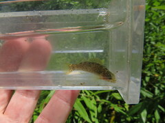 Etheostoma microlepidum