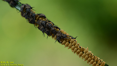 Ascalohybris subjacens