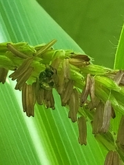Anthophila