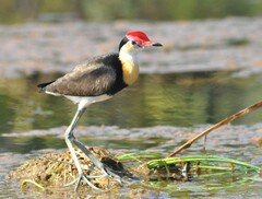 Irediparra gallinacea
