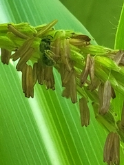 Anthophila
