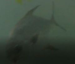 Trachinotus blochii