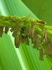 Anthophila