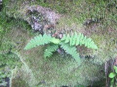 Cystopteris fragilis