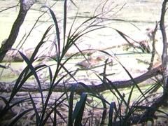 Ardeidae