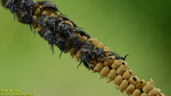 Ascalohybris subjacens