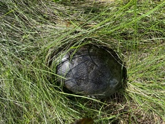 Emydoidea blandingii