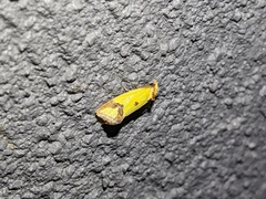 Agapeta zoegana
