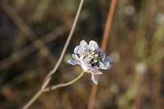 Cephalaria transsylvanica