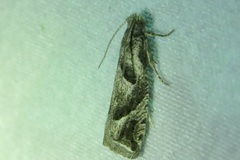 Pelochrista corosana