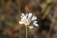 Cephalaria transsylvanica